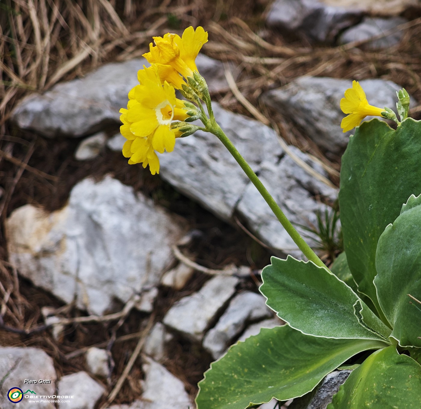 47 Primula auricula (Orecchia d'orso).jpg